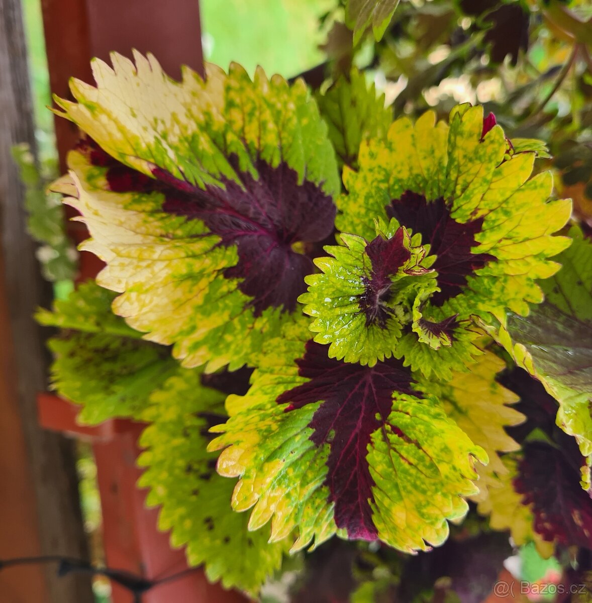 SEMENA Africká okrasná kopřiva Coleus - 12