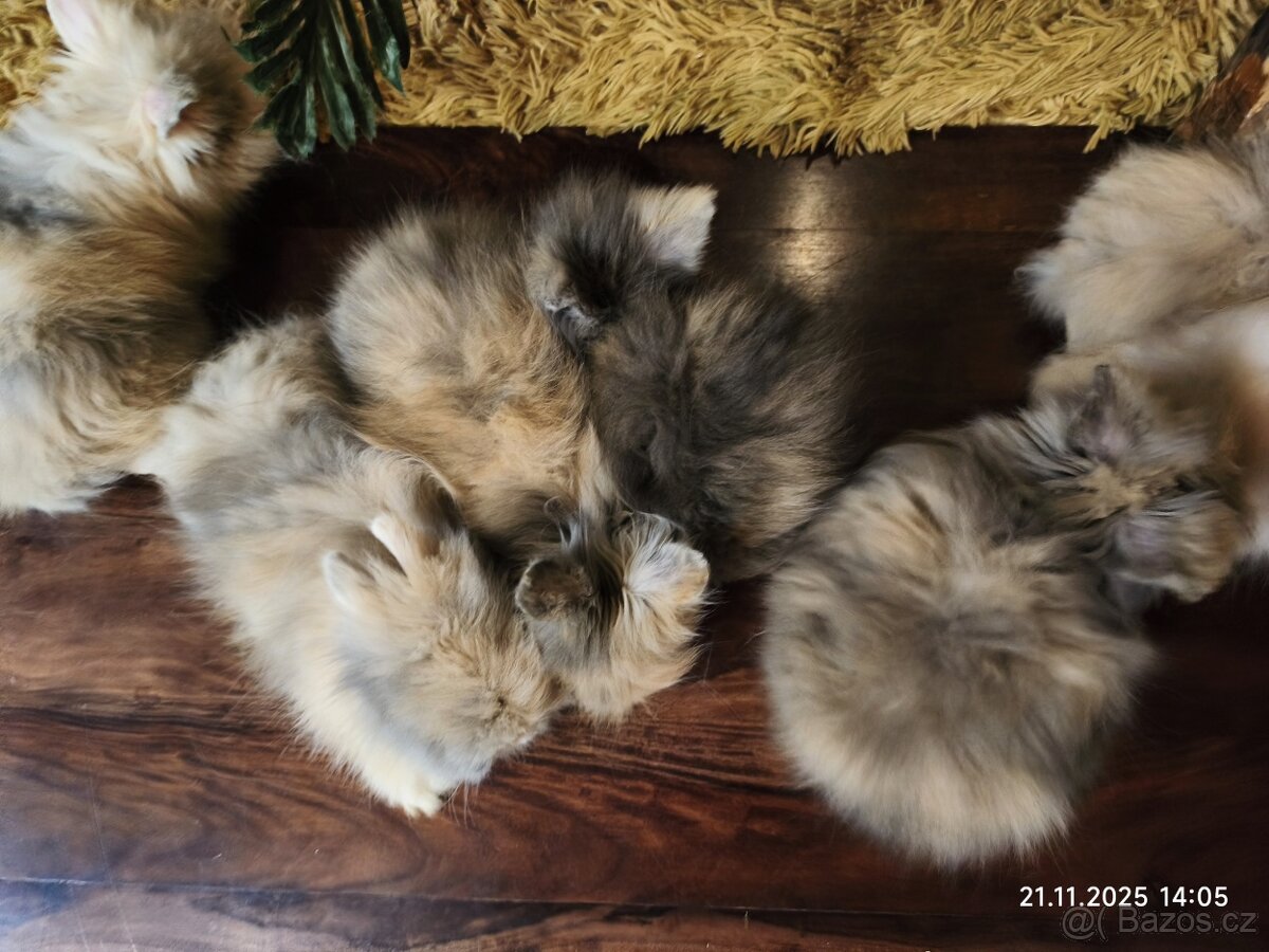 Teddy králíčci zakrslí dlouhosrstí - 12