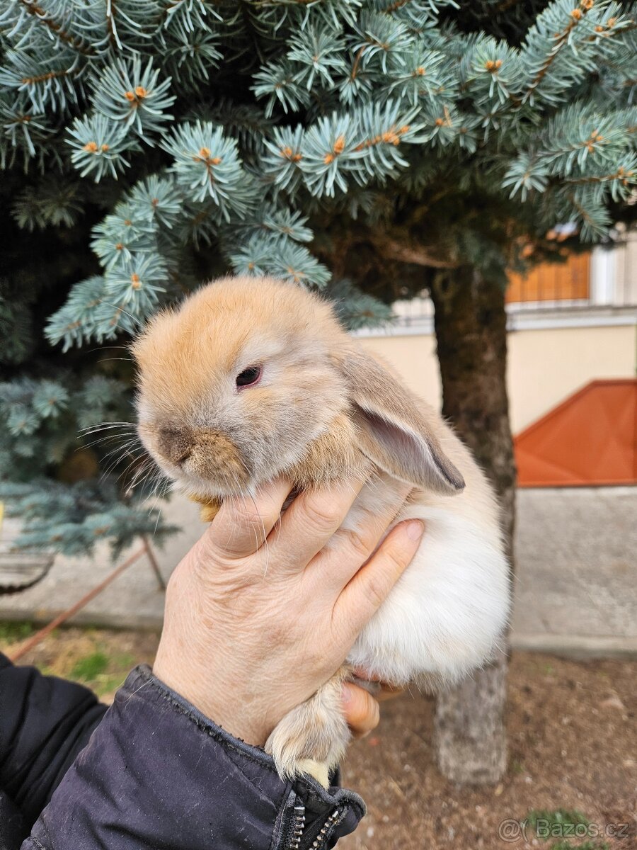 Zakrslý králík - 12
