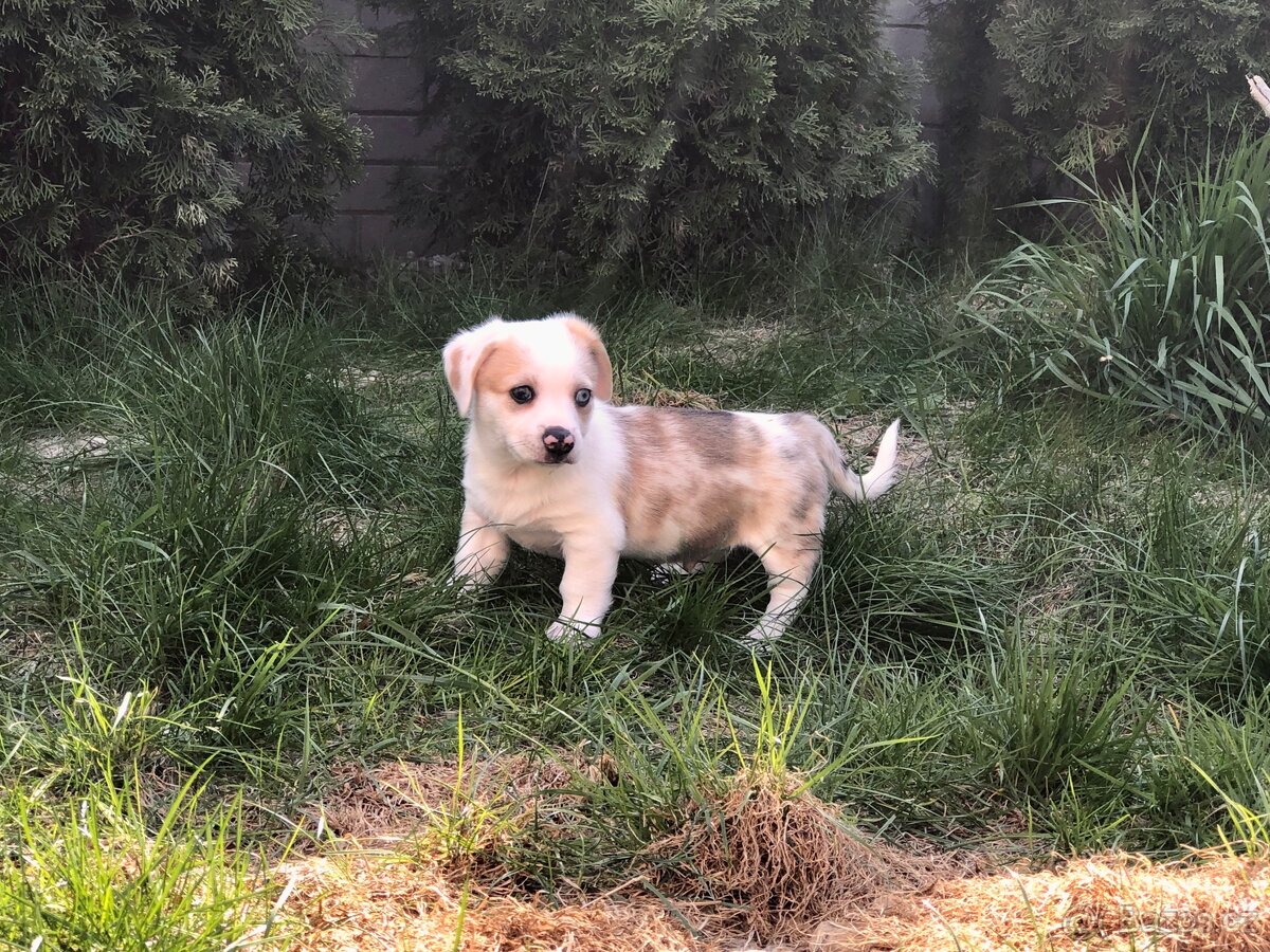 Štěně - kříženec - 12