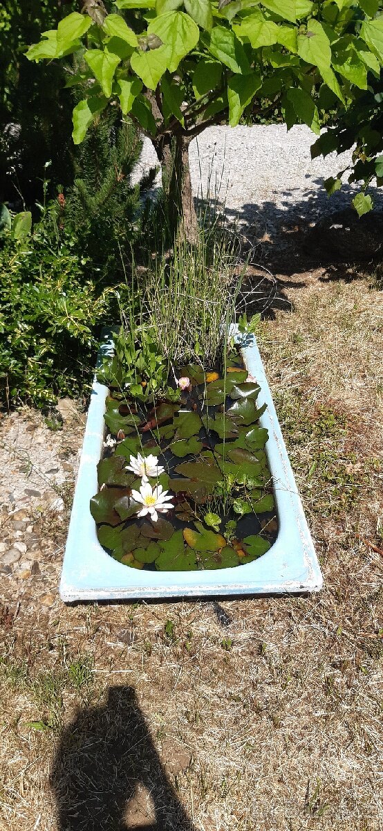 Semena vistárie a katalpy + stromky + vodní rostliny - 12