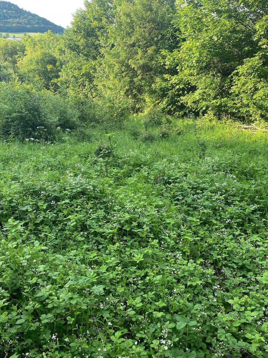 Pronajmu zahradu - 12