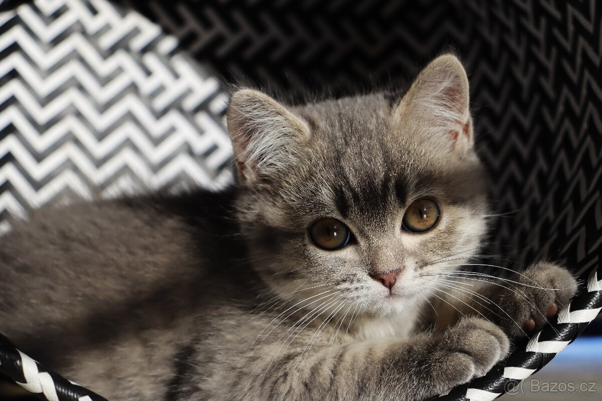 Britská modrá krátkosrstá kočka koťátko - 12