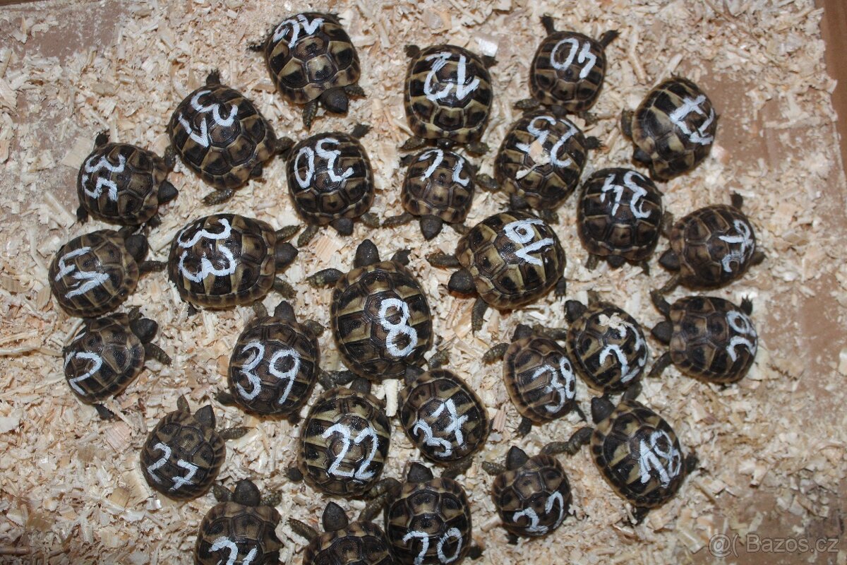 Suchozemské želvy plus komplet vybavená terária - 12