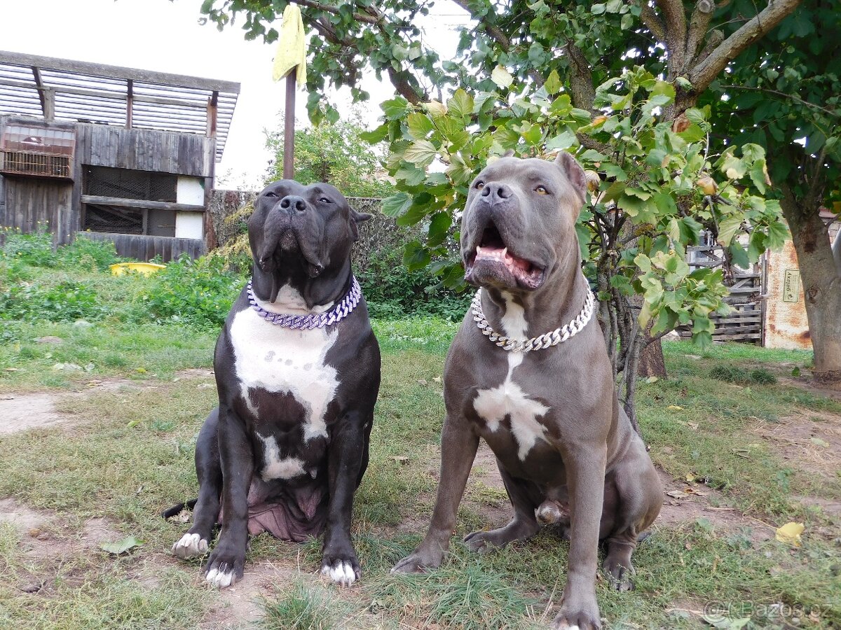 Štěňata American Bully xxl - Bloodline DDK9 - 12