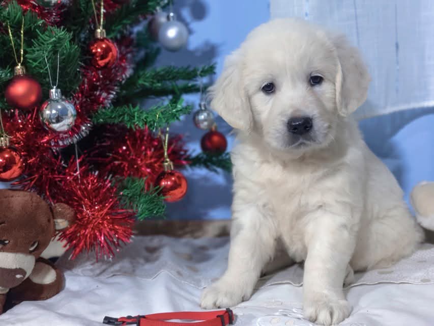 Zlatý retrívr - 12