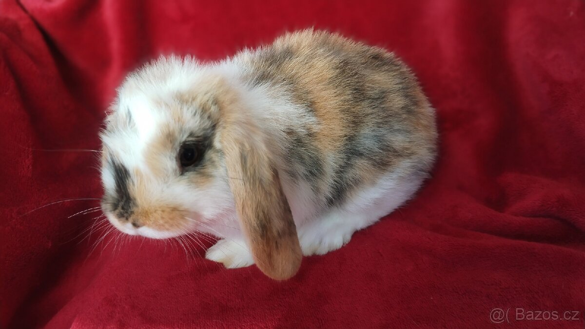 Zakrslý králíček beránek, zakrslý lvíček - 12
