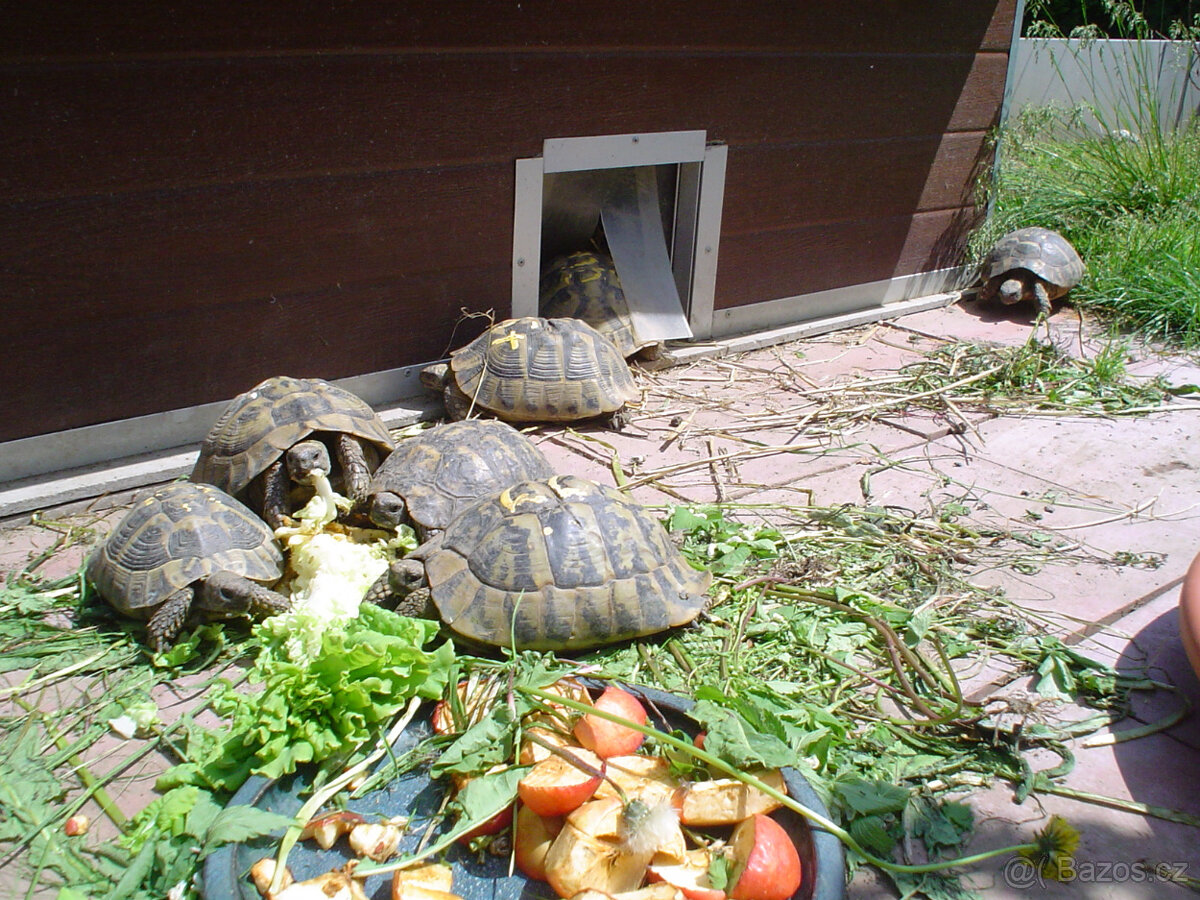 želva zelenavá a vroubená - vitální mláďata - 12