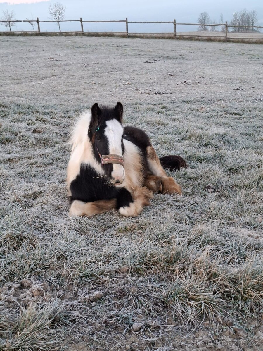 Prodej Irského Coba - 12