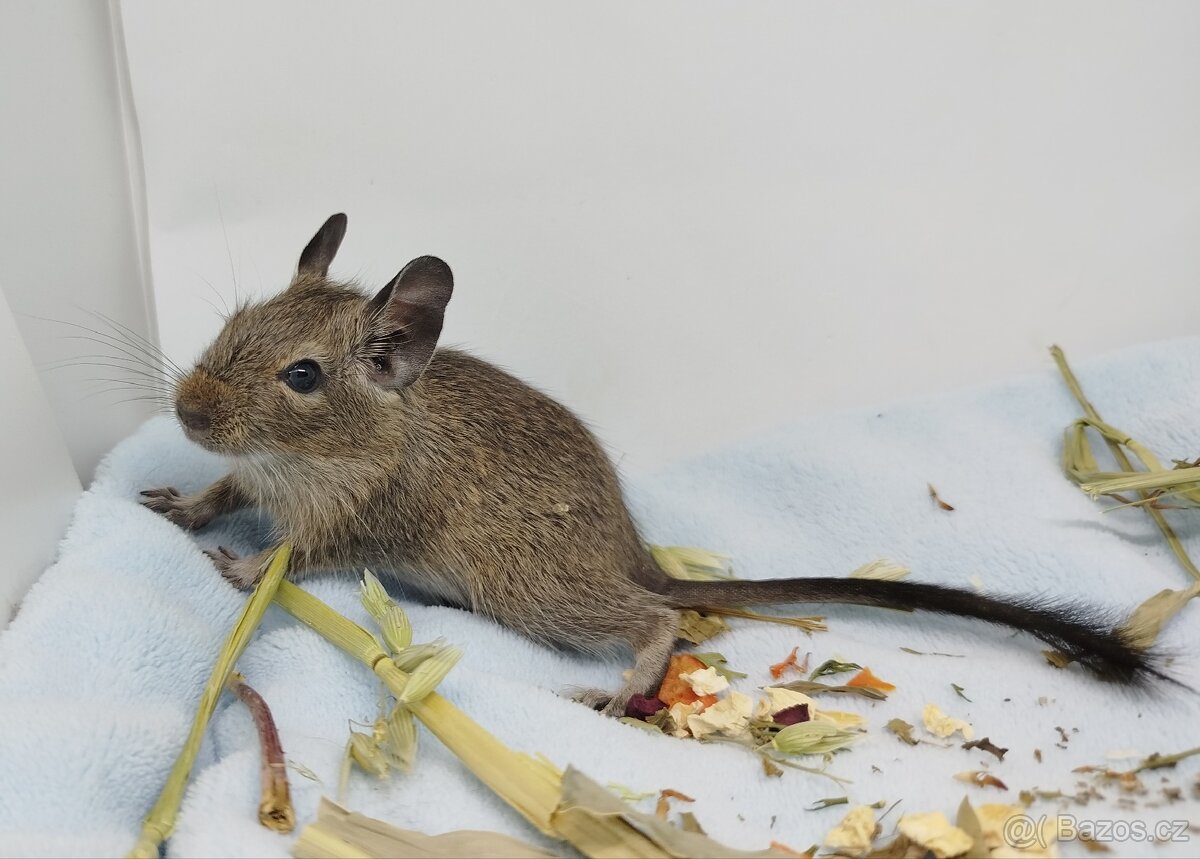 Osmák degu, Osmáci- SAMEČEK - 12