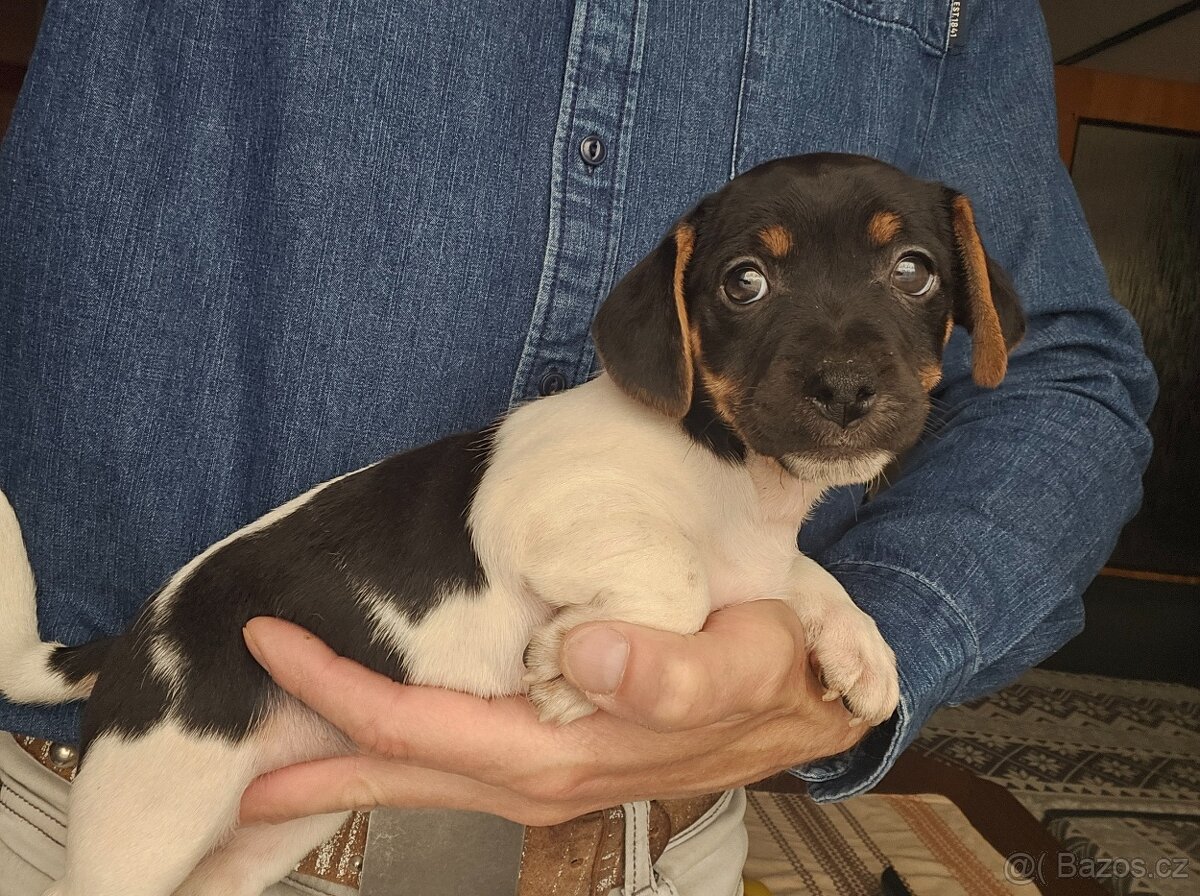 Jack Russel teriér - 12