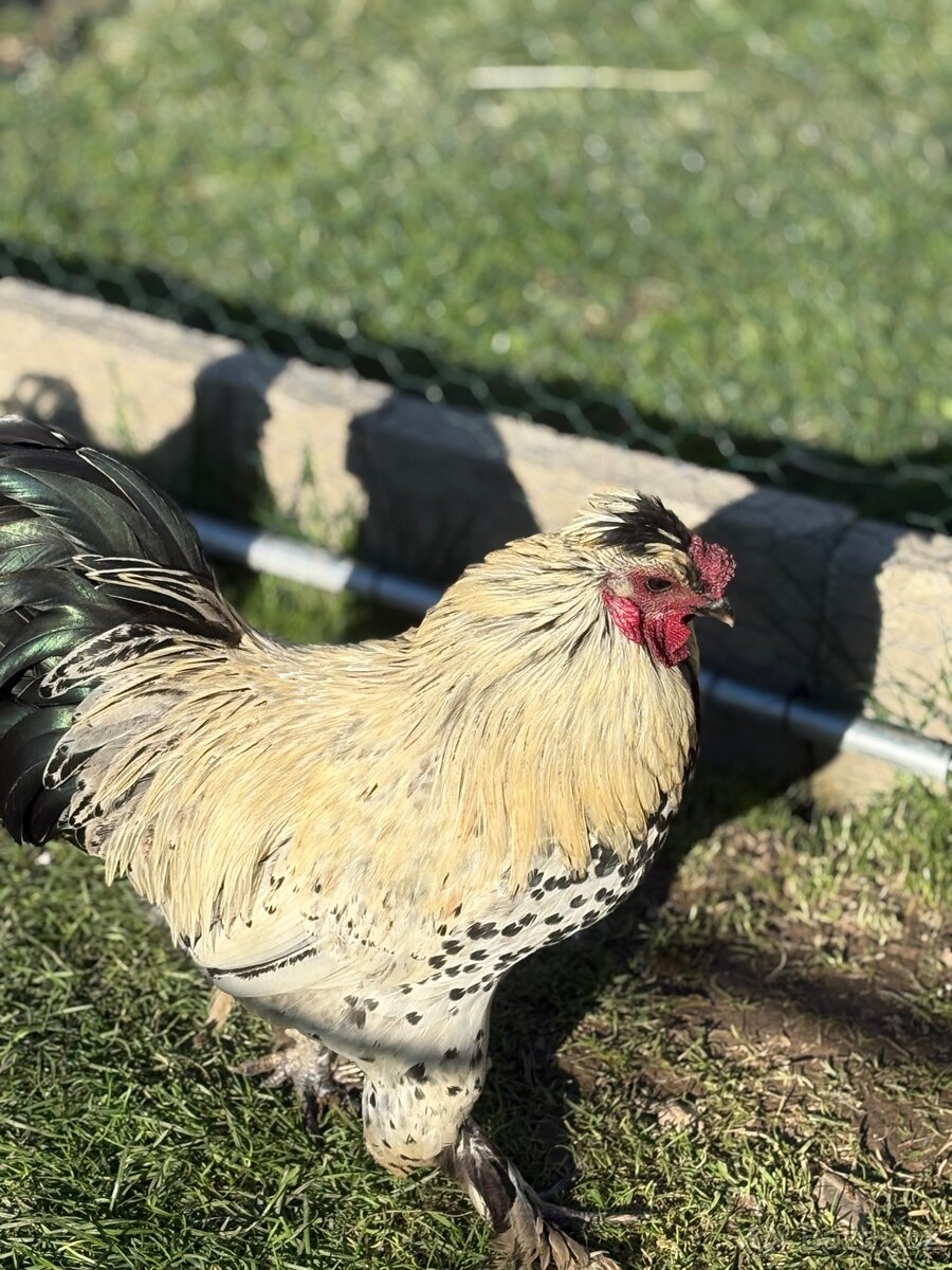 Kohouti hedvábnicky a Pavlovka - 12