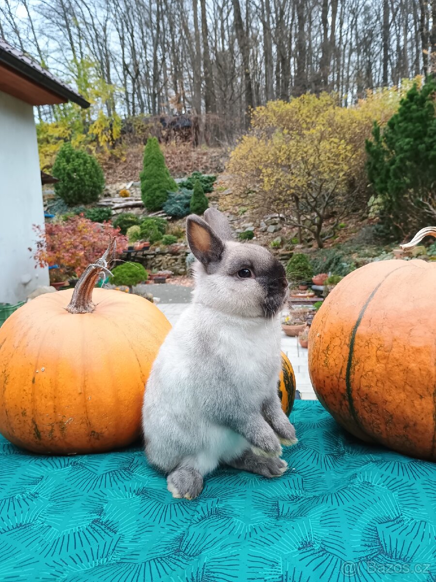 Zakrslý siam sameček Medvídek - 12