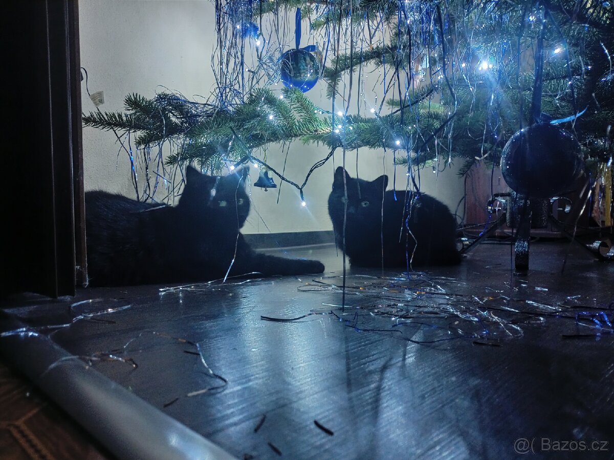 Hledá se domov pro 2 černá koťata - 12