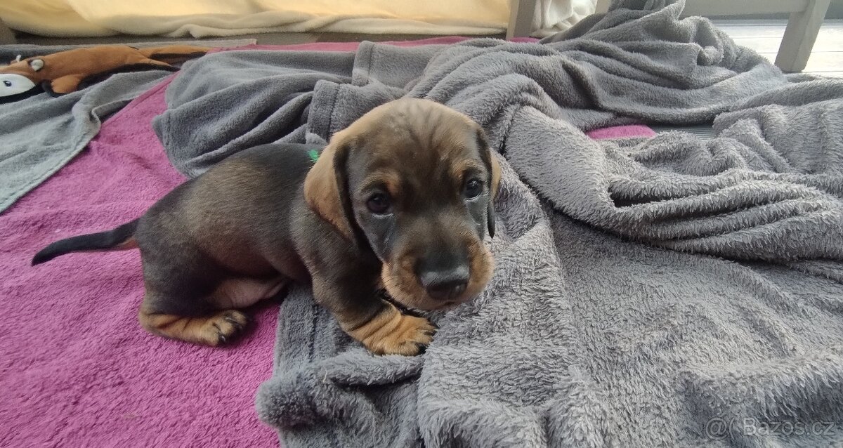 Jezevčík drsnosrstý - 12