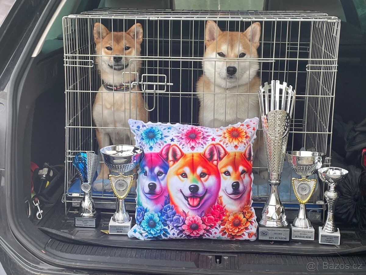 Shiba inu s PP /FCI / - 12