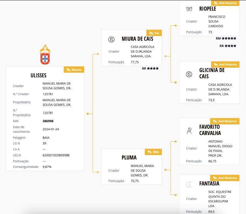 Puro Sangue Lusitano - roční hřebeček po Miura de Cais - 12