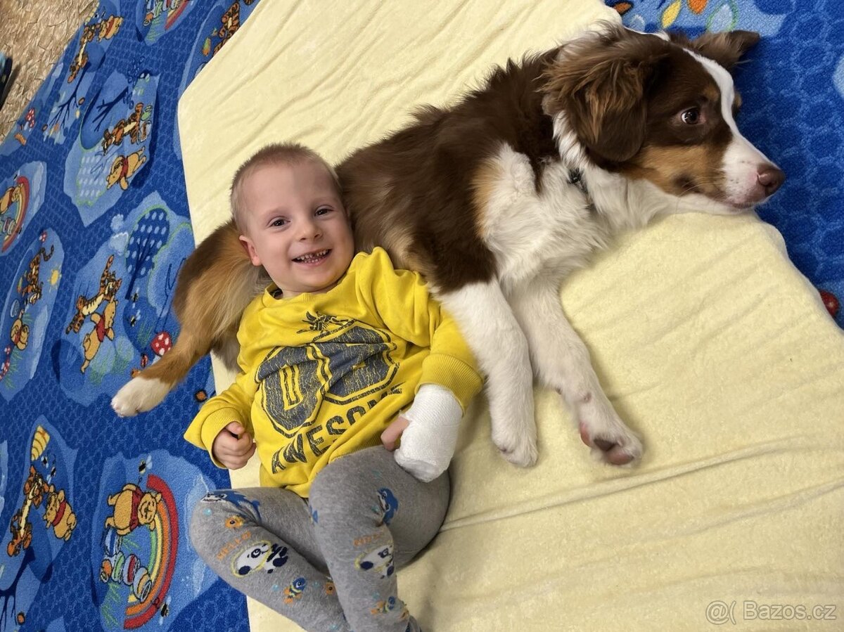 MINIATURNÍ AMERICKÝ OVČÁK - 12