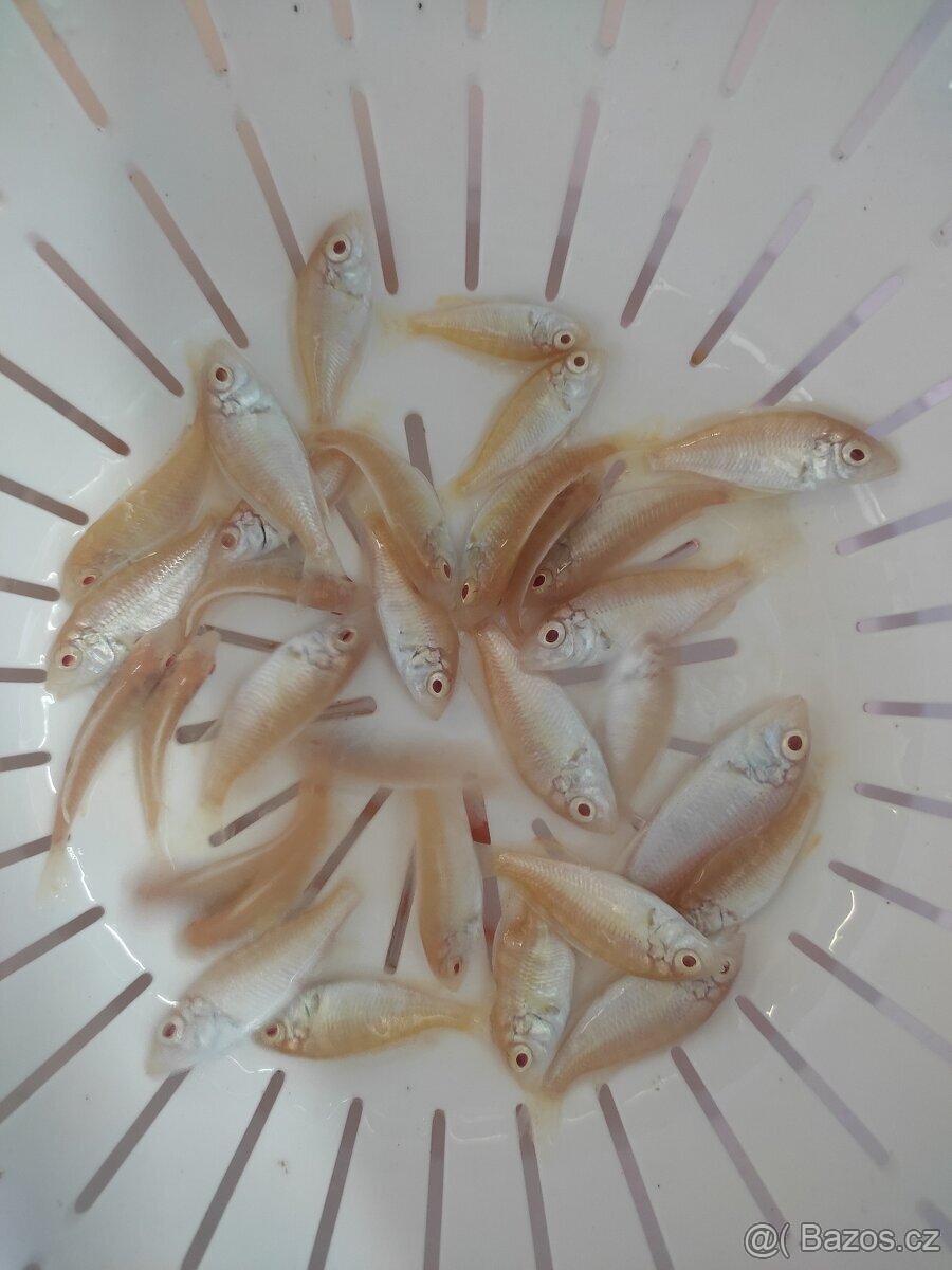 TLAMOVCI TANGANIKA MALAWI - 12