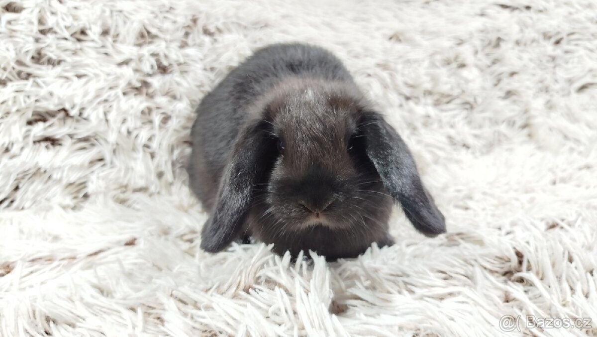 Zakrslý beránek, králíček, králík - BIBI - 12