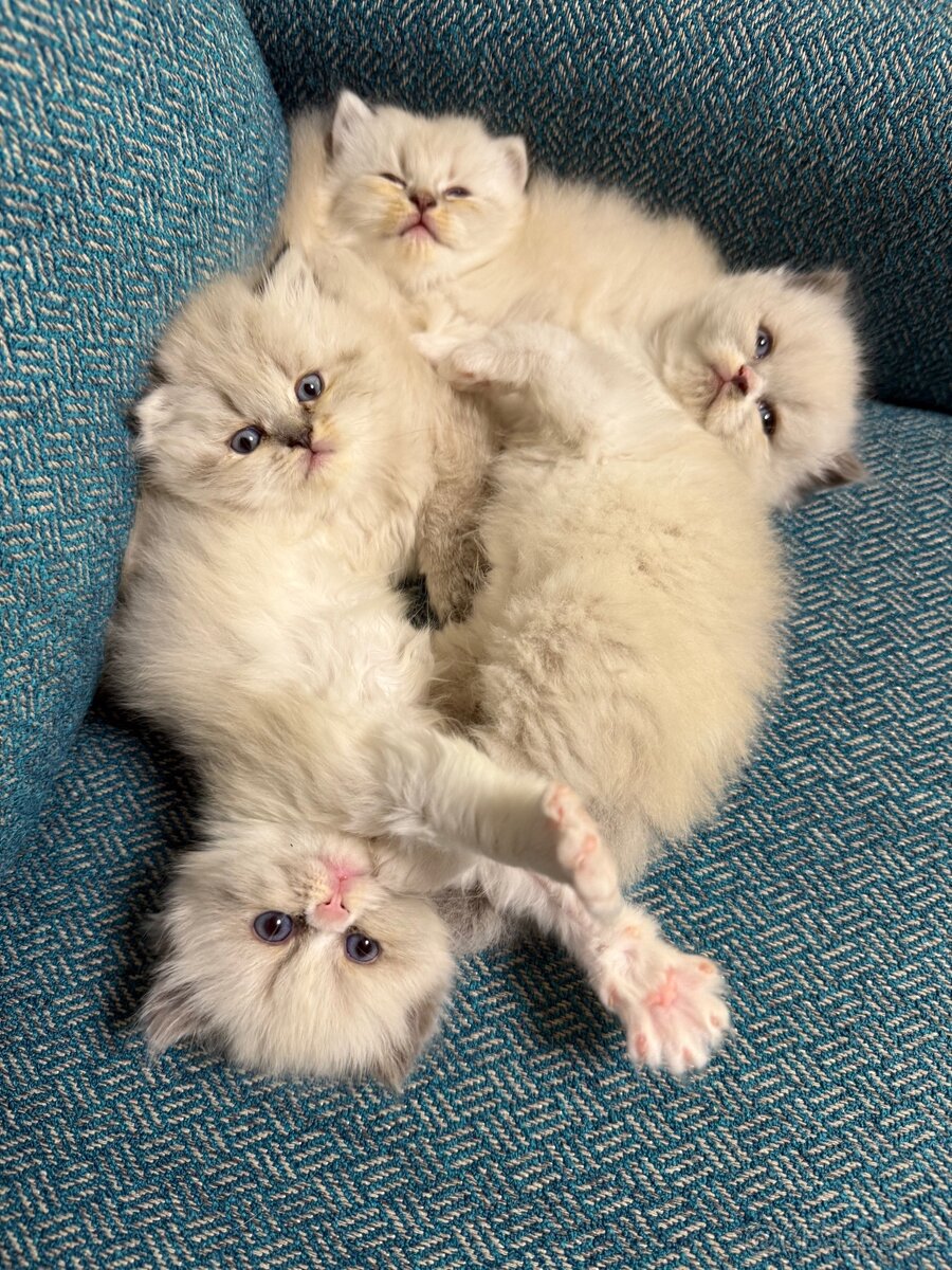 Perská činčila koťátka - 12