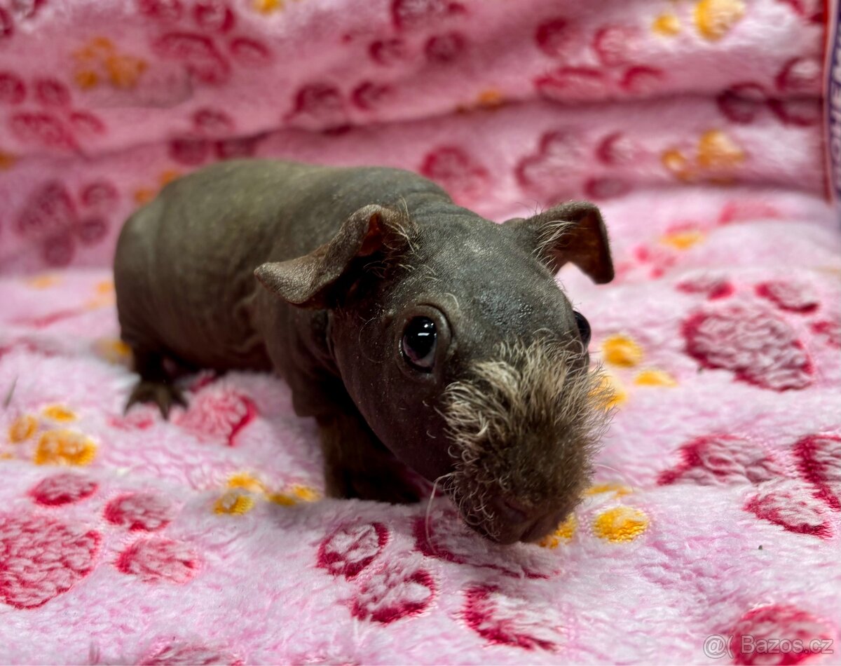 Skinny morče, sameček s PP - 12