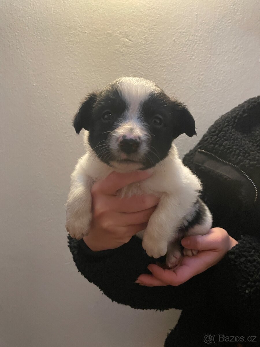 Štěňátka kříženci border kolie - 12