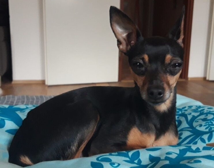 Pražský krysařík - mini - 12