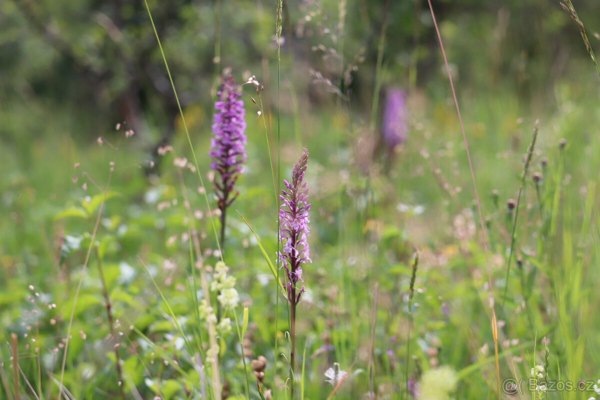 SVATEBNÍ MÍSTO V PŘÍRODĚ A PRO PŘÍRODU - 12