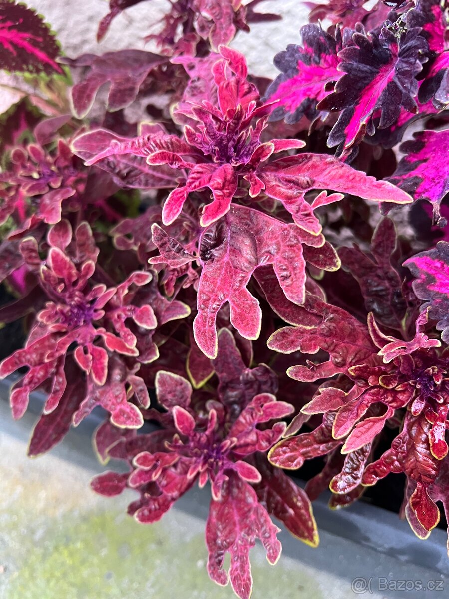 Africké kopřivy - 12