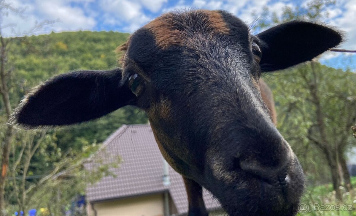 Kamerunska jehnička - 12