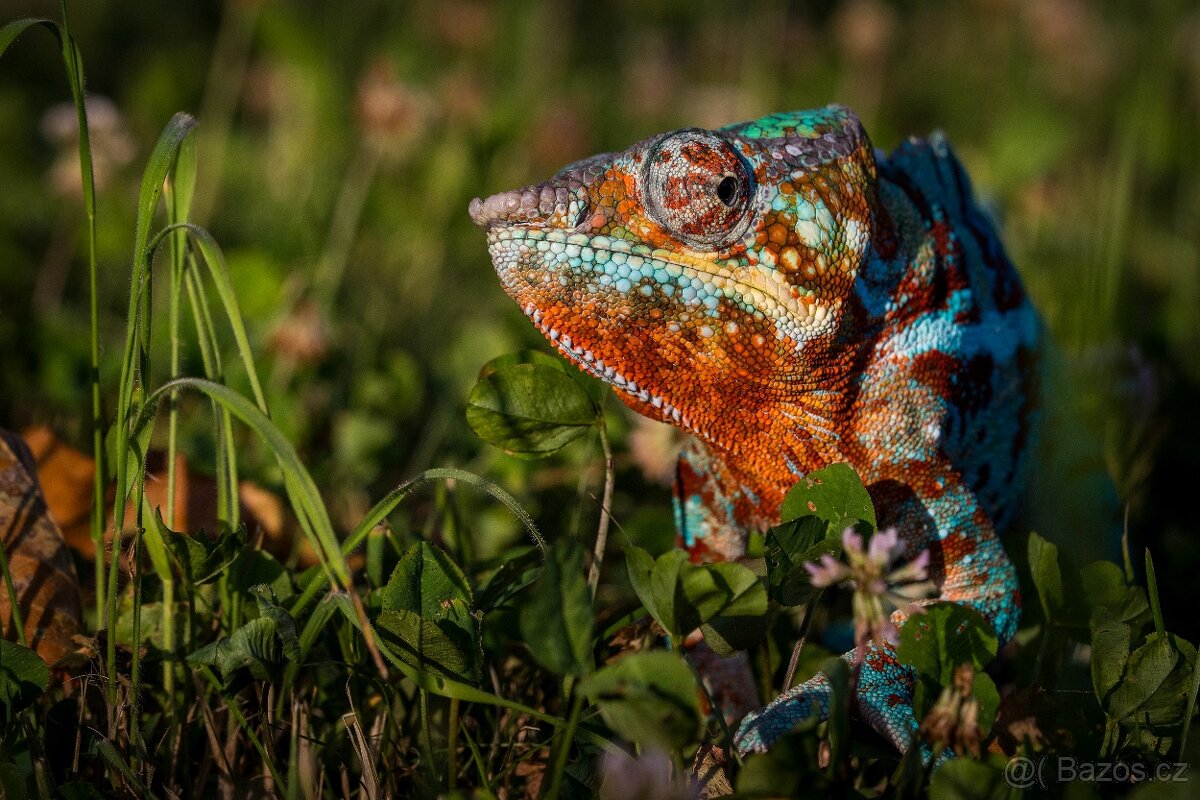 chameleon pardálí, terárium - 12