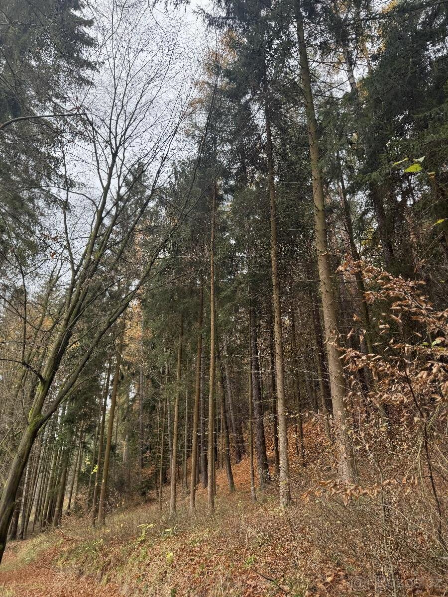 Prodám lesní pozemky v k.ú. Střemeníčko - 12