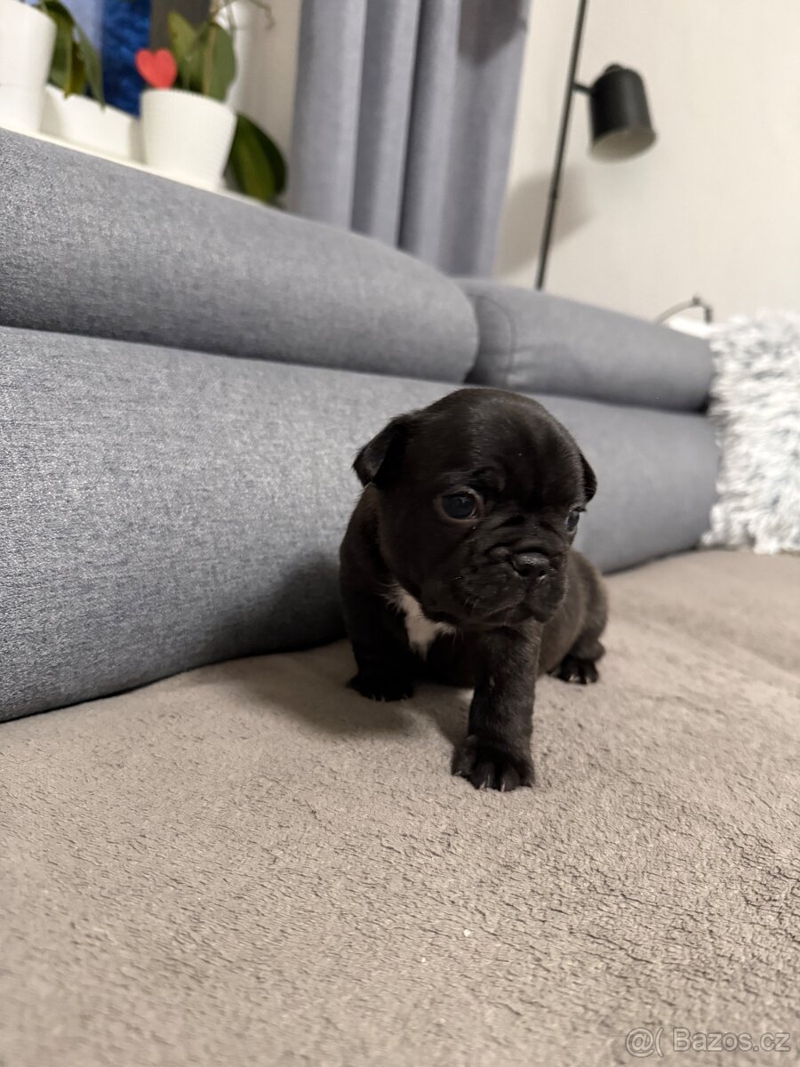 Francouzský buldoček - 12