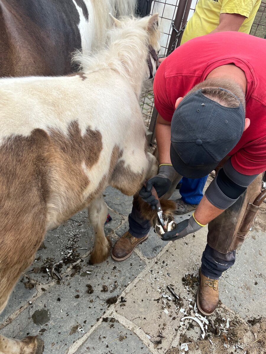 Irsky cob hrebecek - 12