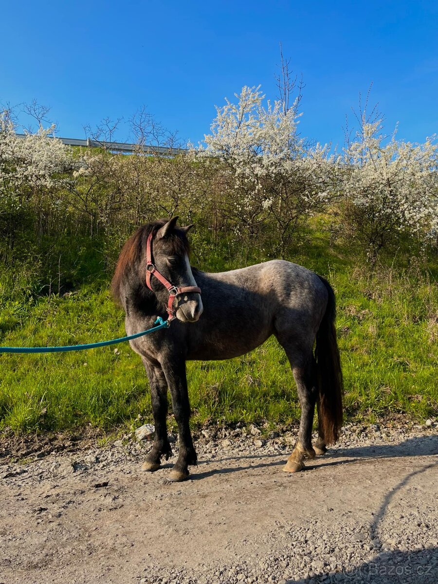 Pony S a pony A - 12