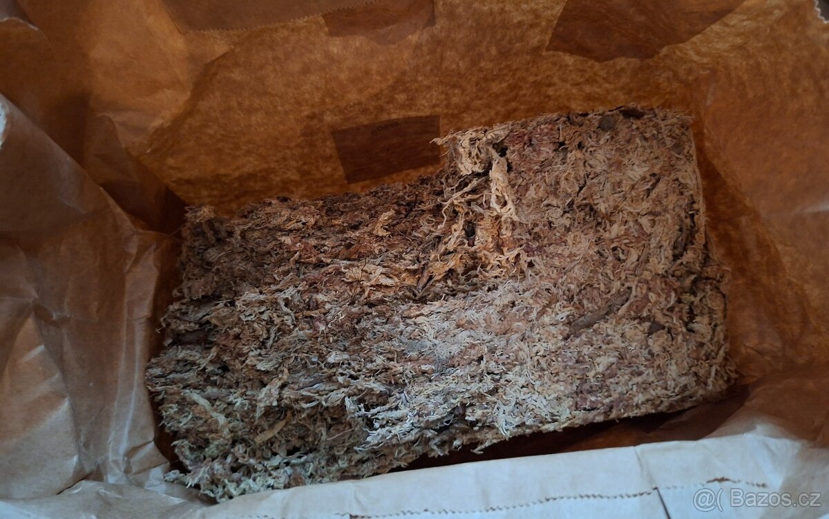 Pokojové rostliny - monstera albo, thai, syngonium albo.. - 12