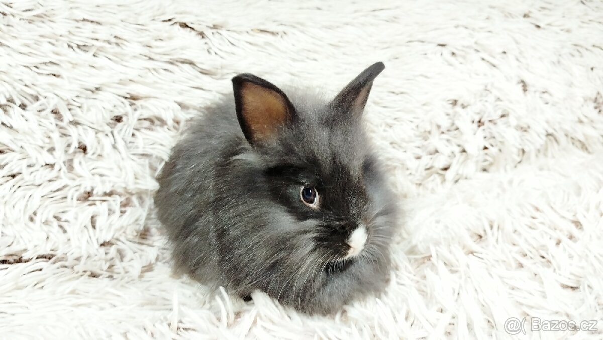 Zakrslý, králík, králíček - HOLLY - 12