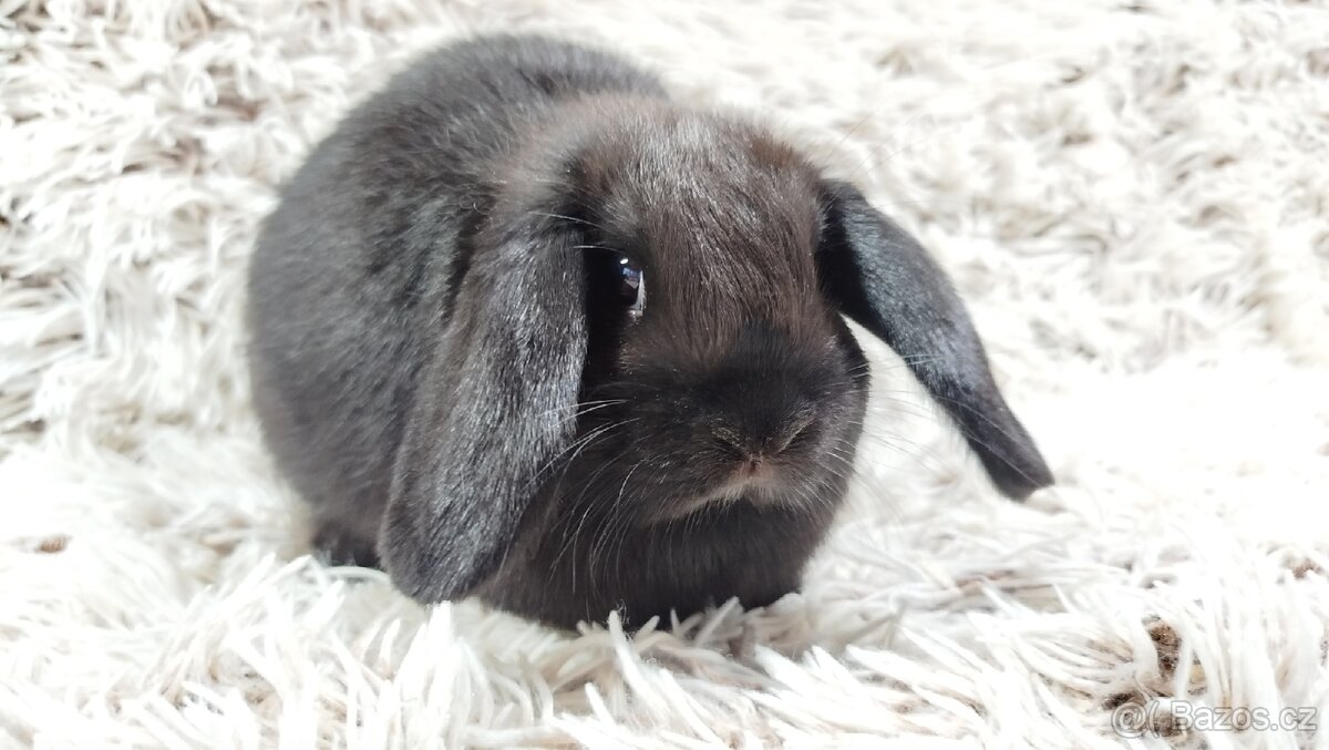 Zakrslý beránek,králík, králíček - BIBI - 12