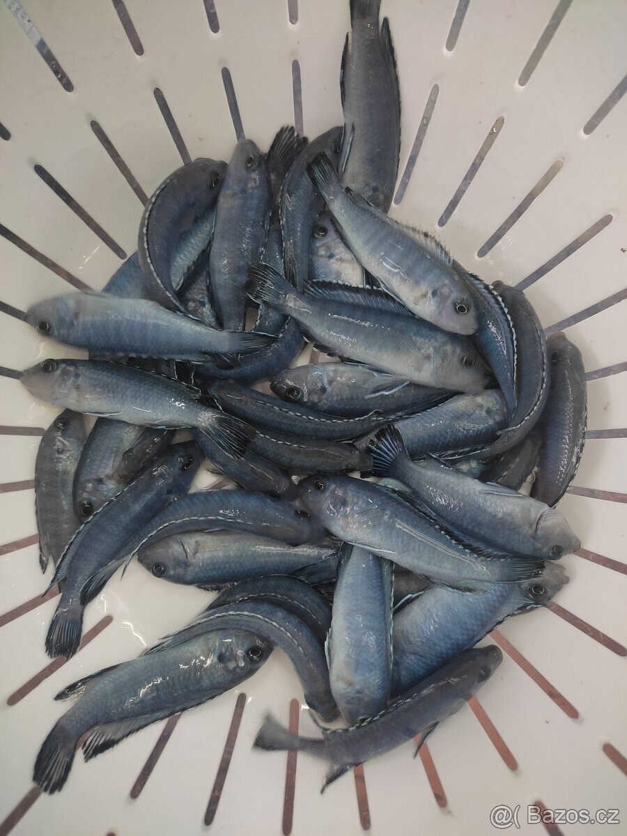 TLAMOVCI TANGANIKA MALAWI - 12