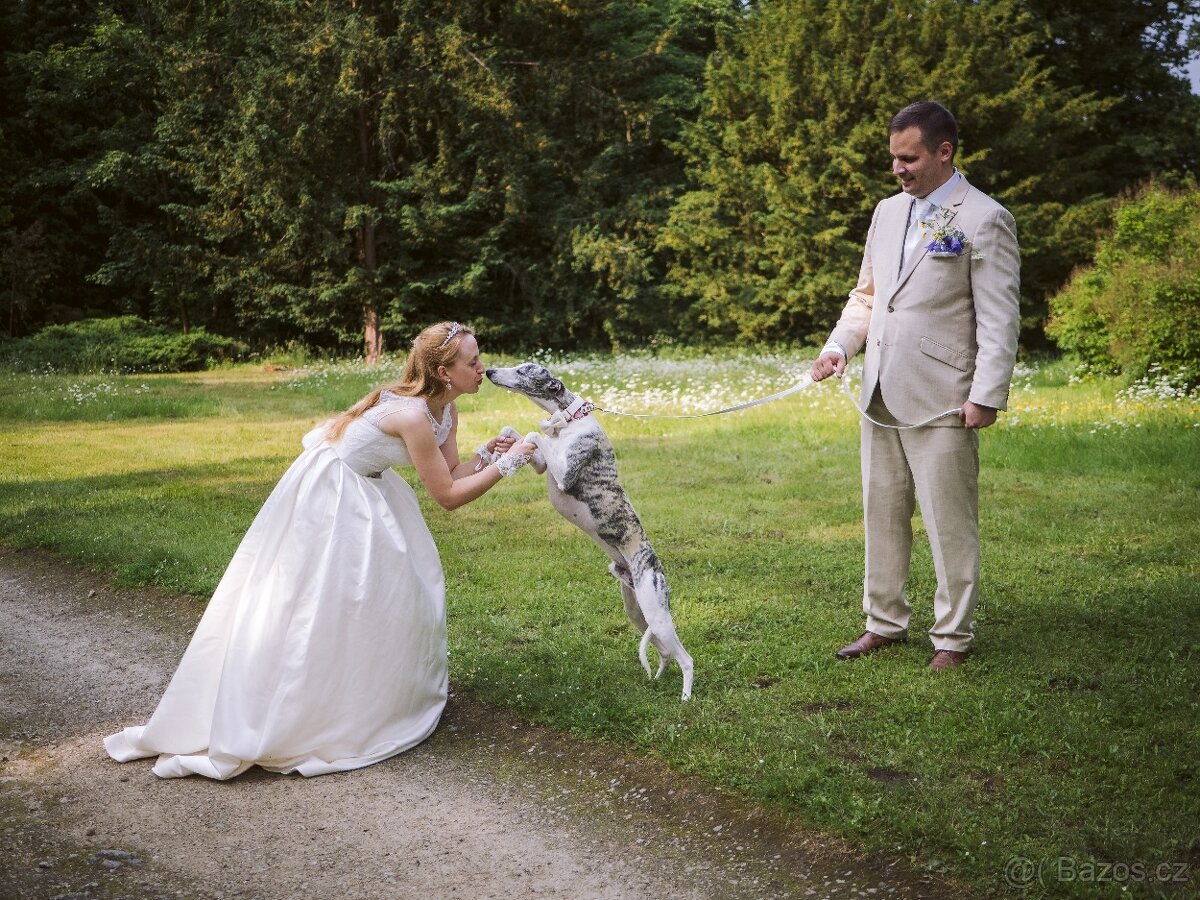 Nabídka krytí - whippet samec s PP, chovný vipet - 12