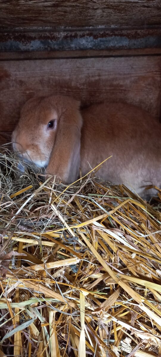 Francouzský beran - 12