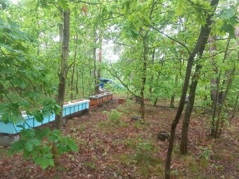 Vyzimované včelí oddělky 2026 - 12