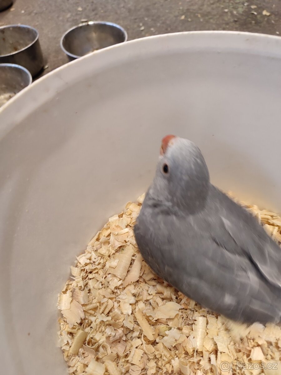 Alexander malý - 12