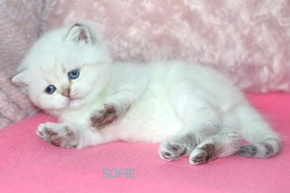 Koťátka s PP k rezervaci - 12