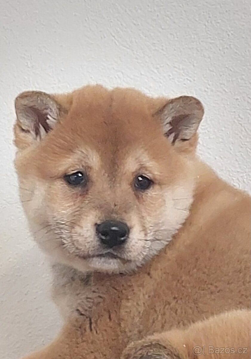 Shiba inu - 12