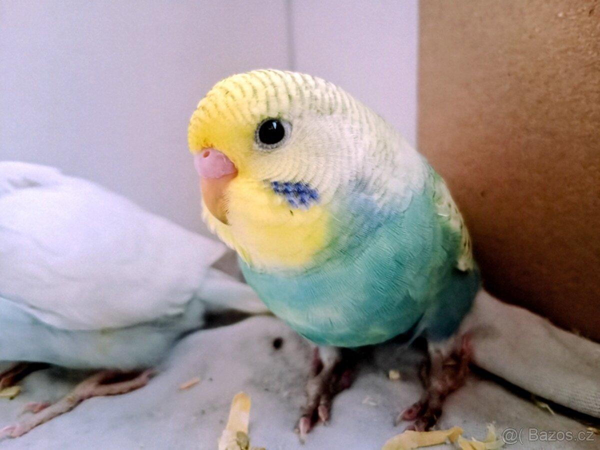 Andulka vlnkovaná - 12