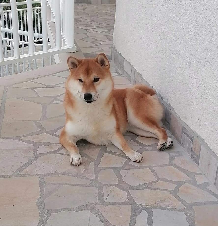 Shiba Inu - 12