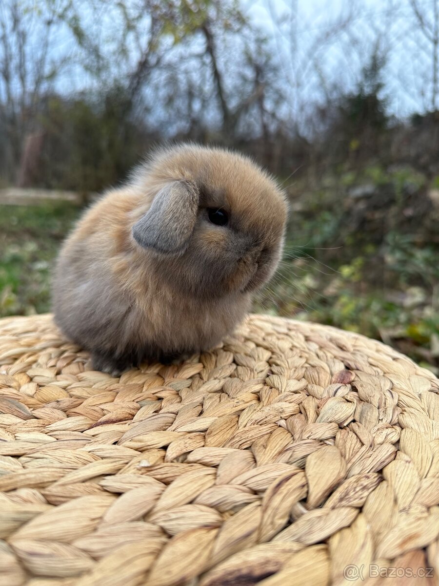Minilop - zakrslý beránek - 12