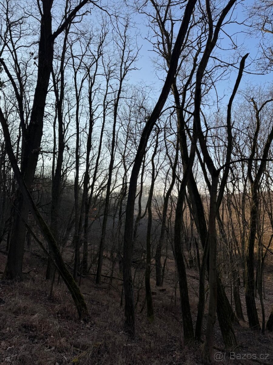 Prodám lesní pozemky v k.ú. Radouň - 12